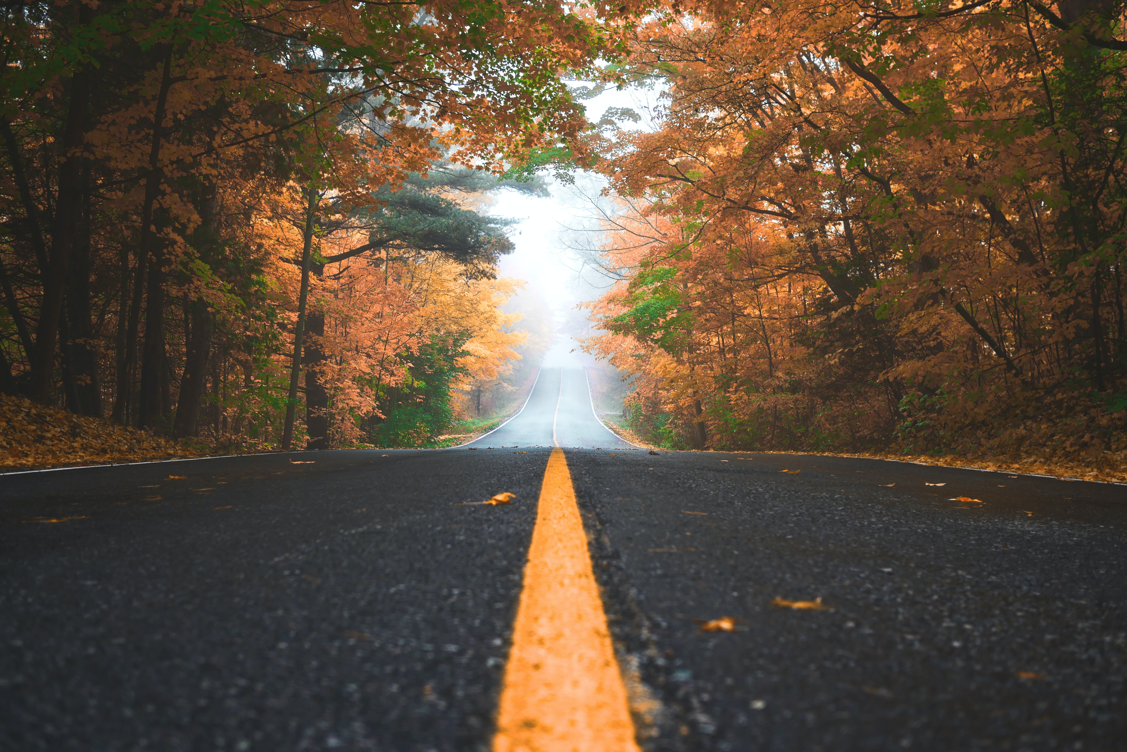 autumn driveway